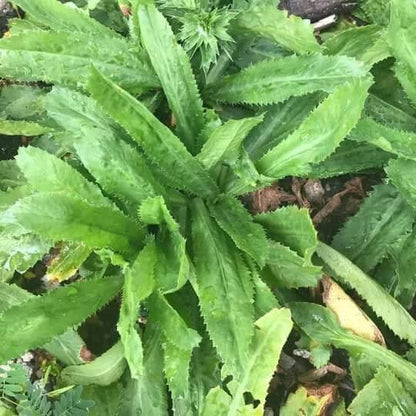 Recao plant