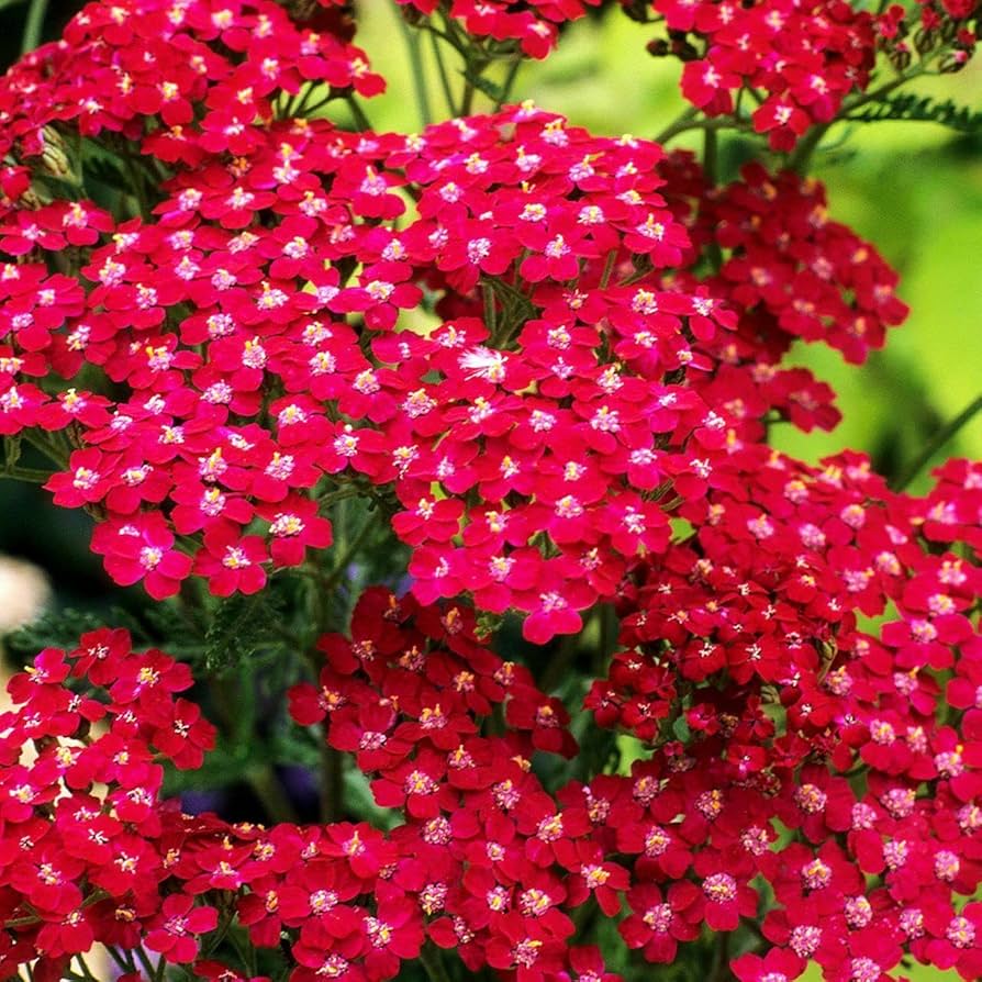 Red Achillea flower seeds