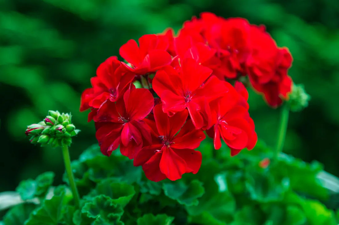 Light Red flower seeds