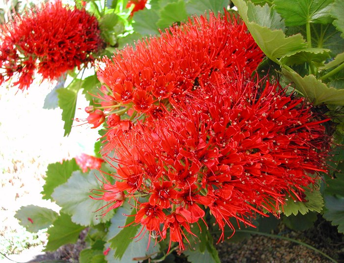Red Greyia flower seeds
