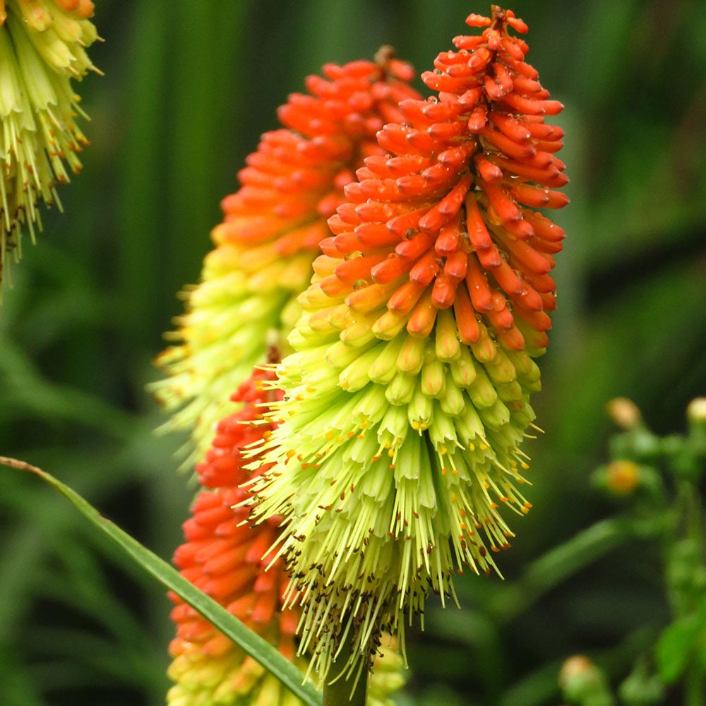 Red Hot flower seeds