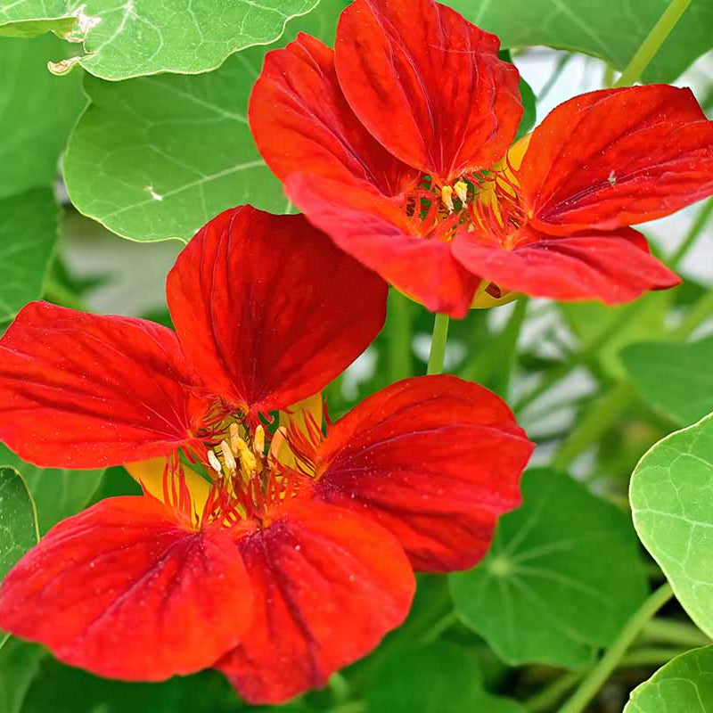 Red Nasturtium plant
