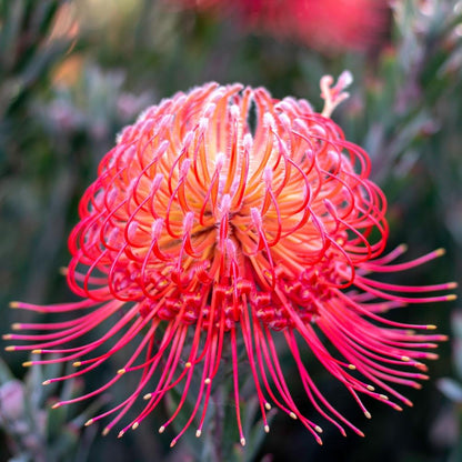 Red Pincushion flower seeds