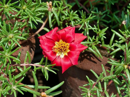 Red Portulaca flower seeds