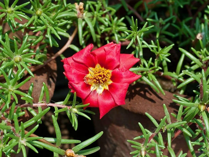 Red Portulaca flower seeds