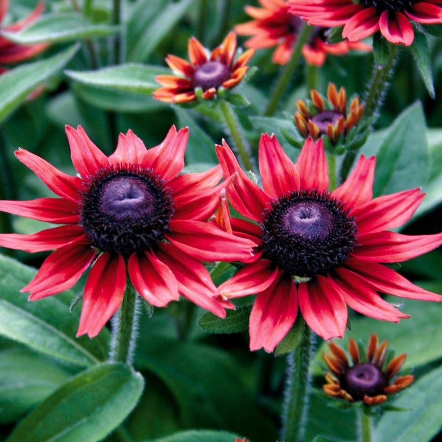 Red Rudbeckia flower seeds