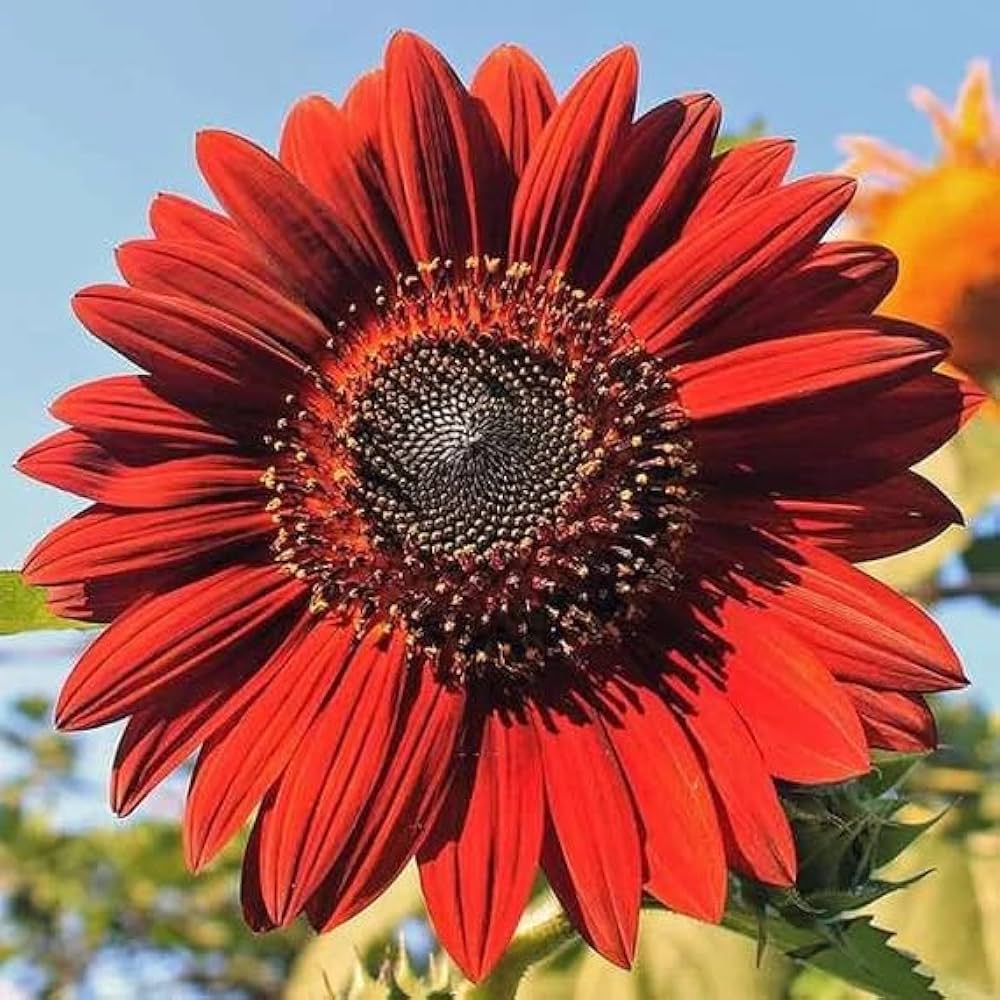 Red Sunflower flower seeds