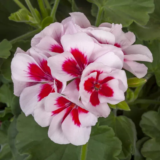 Red White flower seeds