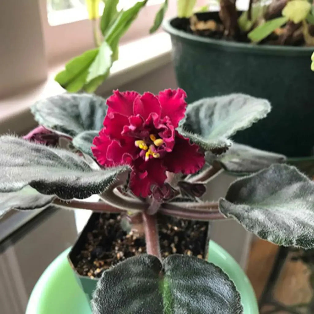 Burgundy Saintpaulia flower seeds