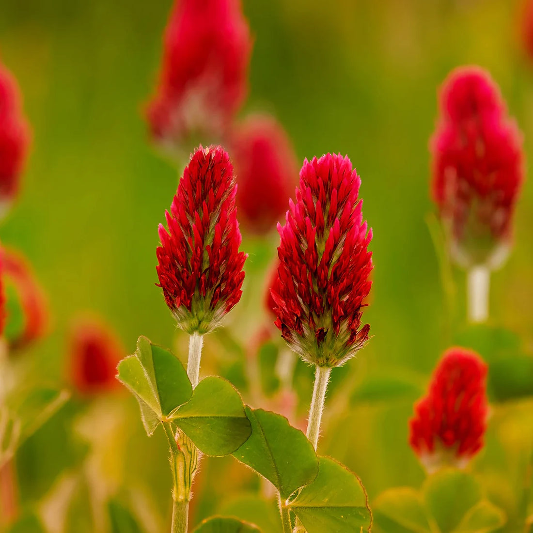 Manure flower seeds