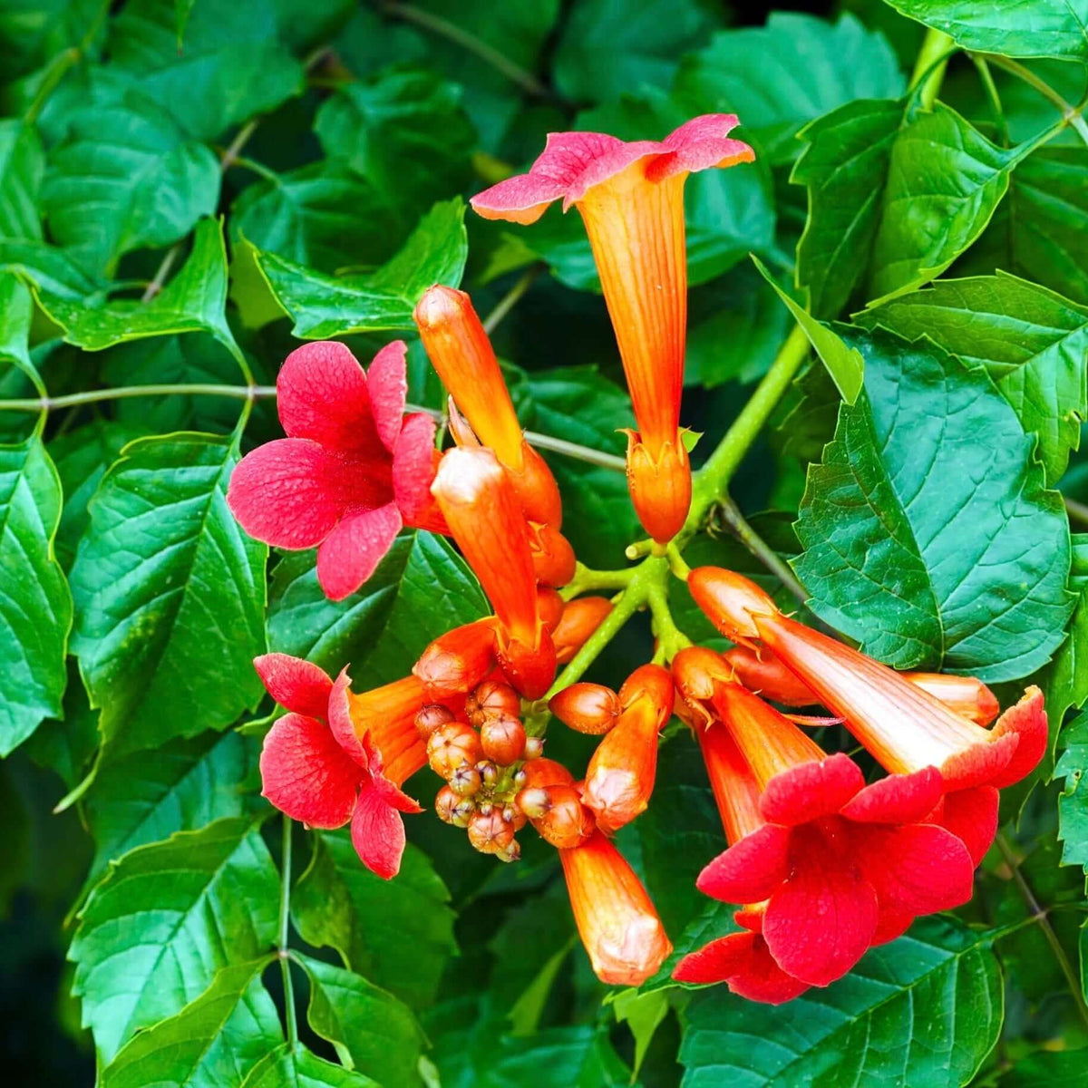 Red Trumpet Vine plant