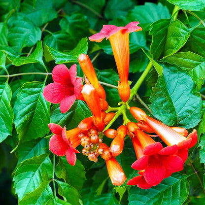 Red Trumpet Vine plant
