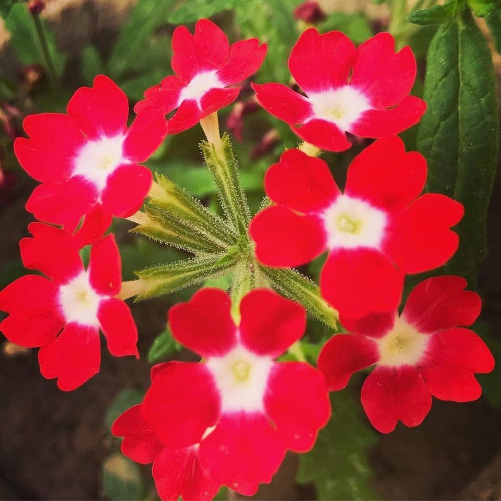 Red Verbena flower seeds