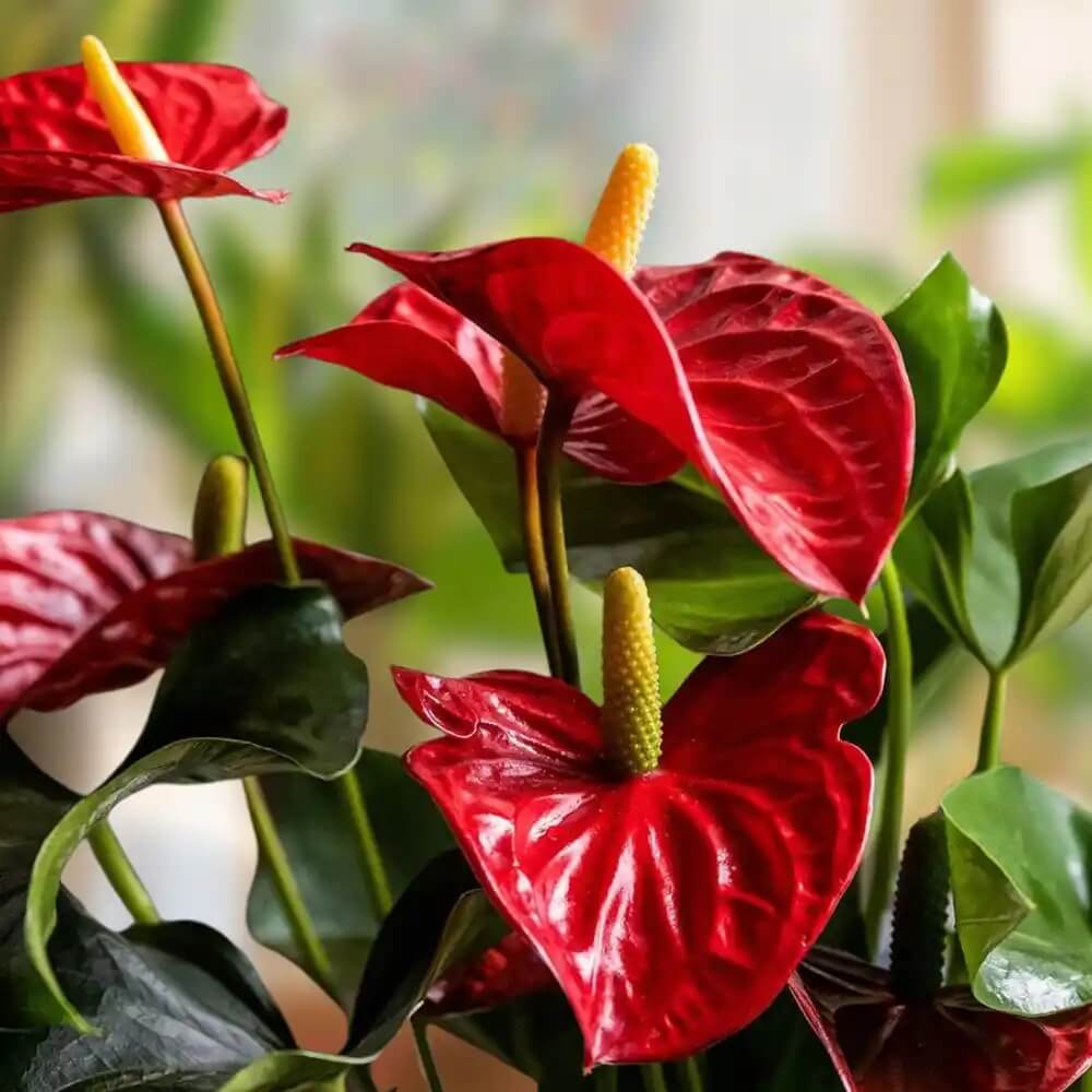 Red Anthurium plant