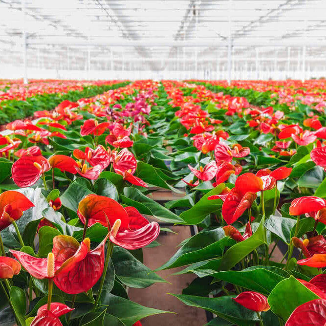 Red Anthurium plant