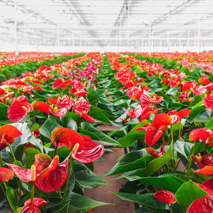Red Anthurium plant