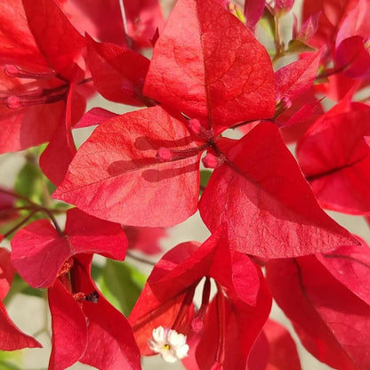 Red Bougainvillea plant