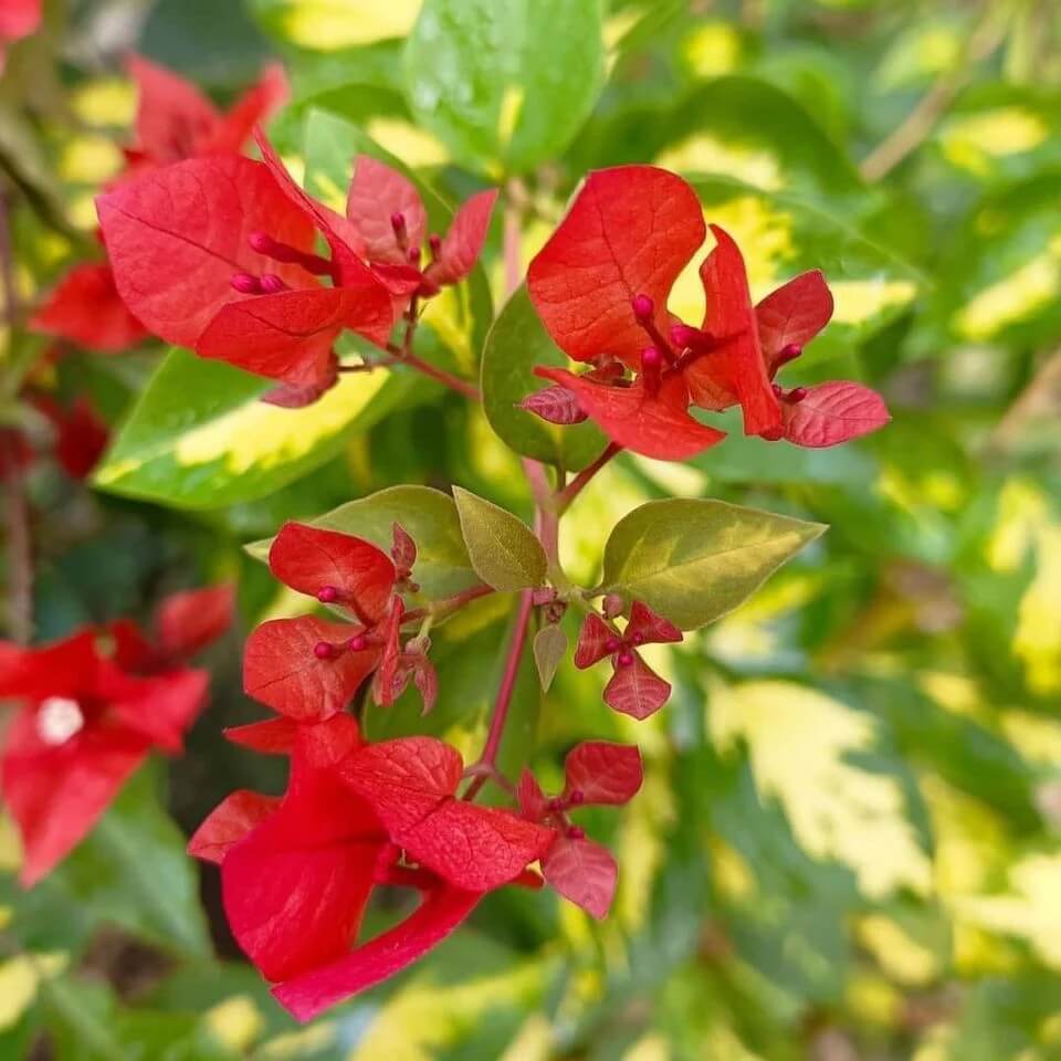 Red Bougainvillea plant
