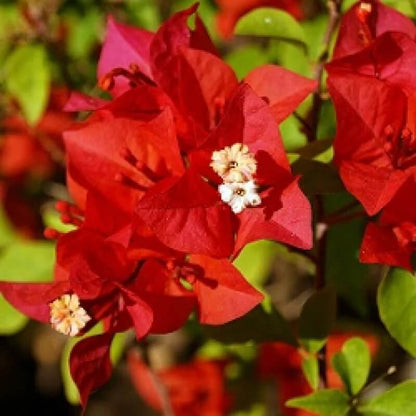 Red Bougainvillea plant