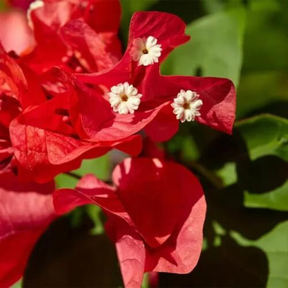Red Bougainvillea plant