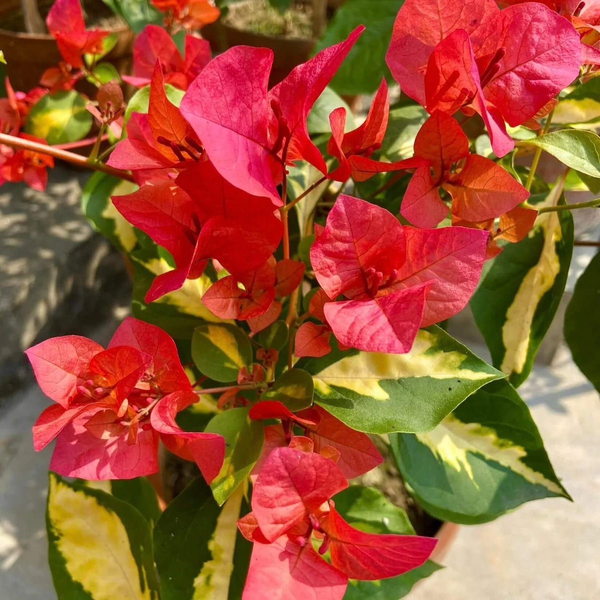 Red Bougainvillea plant