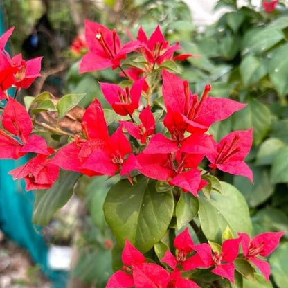 Red Bougainvillea plant