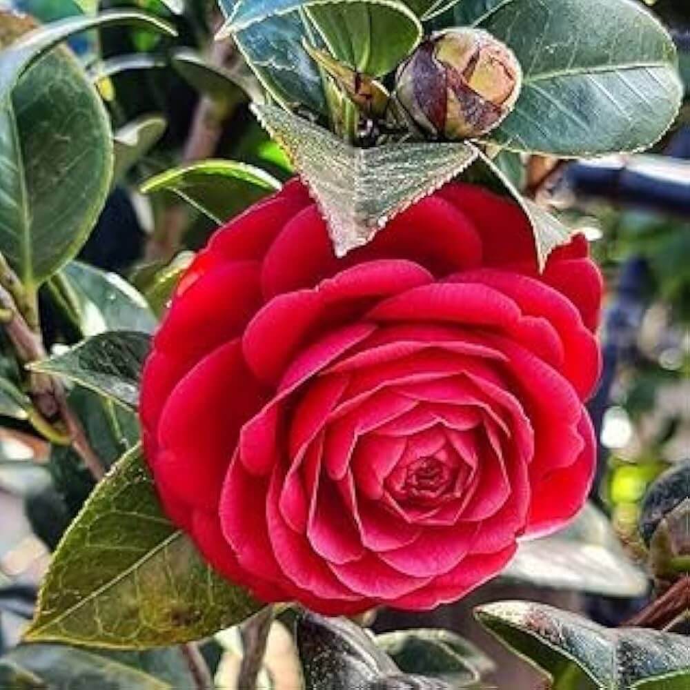 Red Camellia plant