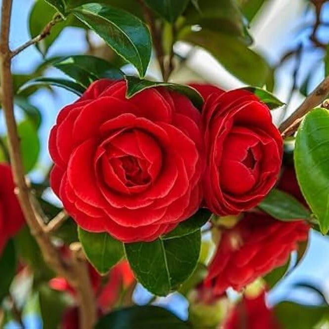 Red Camellia plant