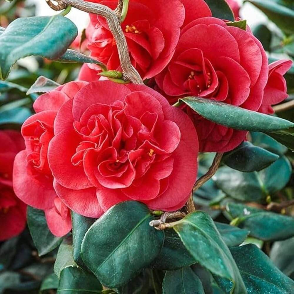 Red Camellia plant