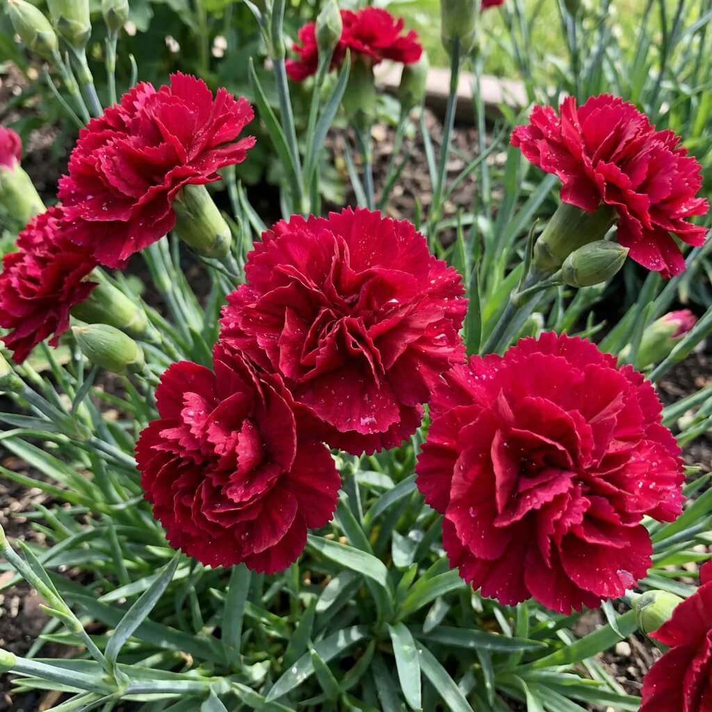 Red Carnation plant