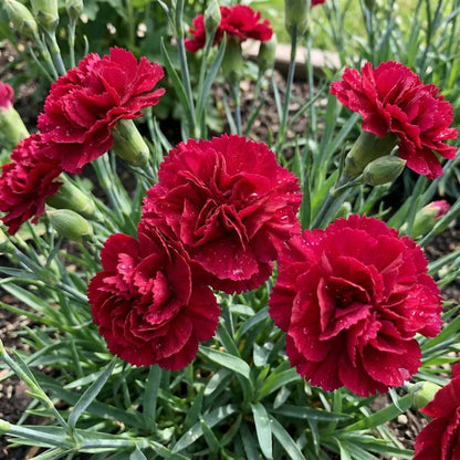 Red Carnation plant