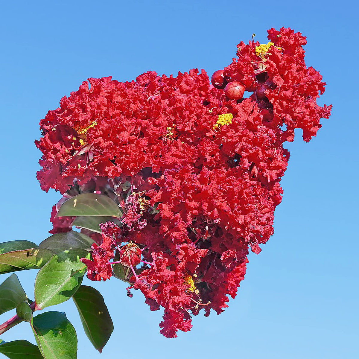 Red Crape Myrtle plant