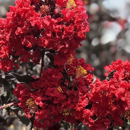 Myrtle Lagerstroemia indica plant