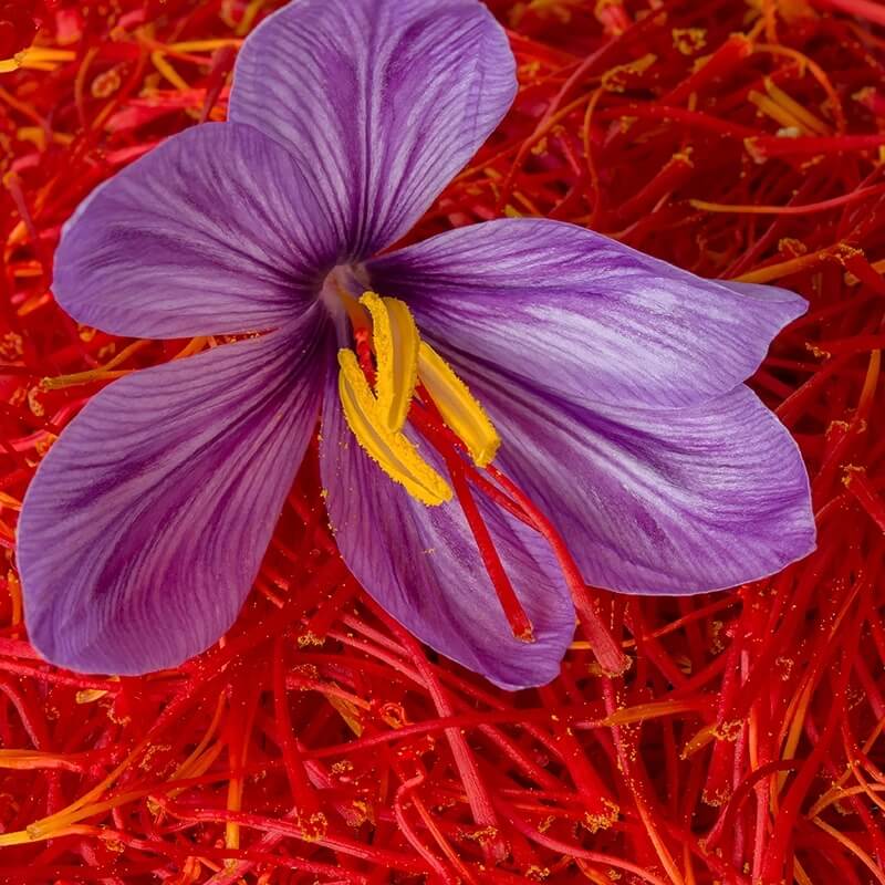 Red Crocus plant