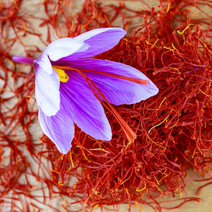 Red Crocus plant
