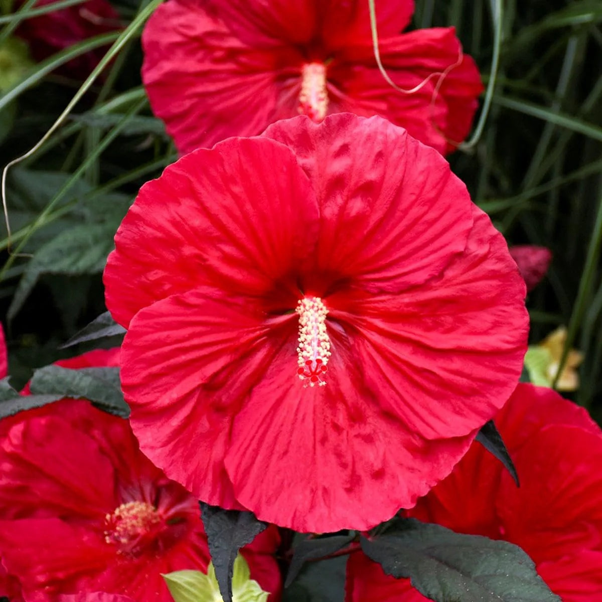 Dinner Plate Hibiscus plant