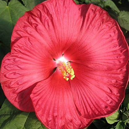 Dinner Plate Hibiscus plant