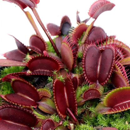 Dragon Venus Flytrap plant
