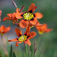 Red Harlequin plant