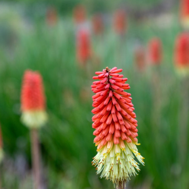 Red Hot Poker plant