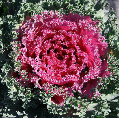 Red Kale plant