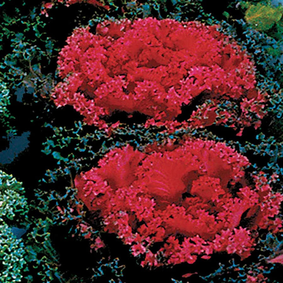 Red Kale plant