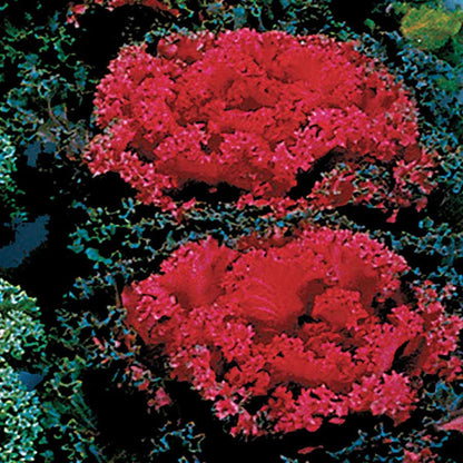 Red Kale plant