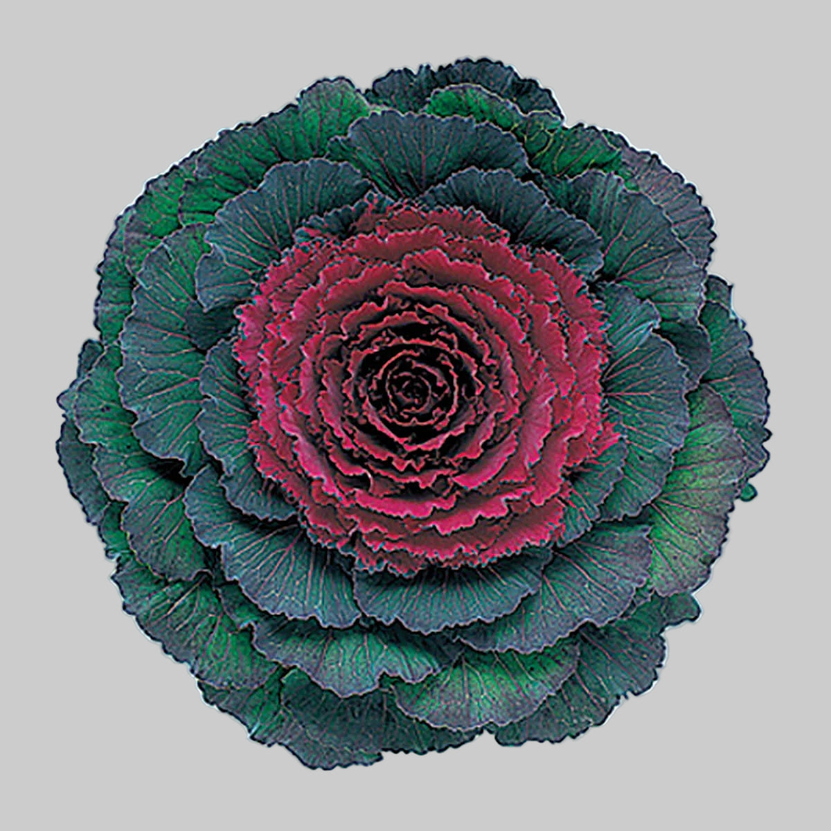 Red Kale plant