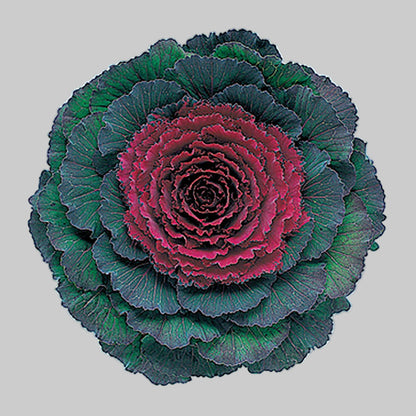 Red Kale plant