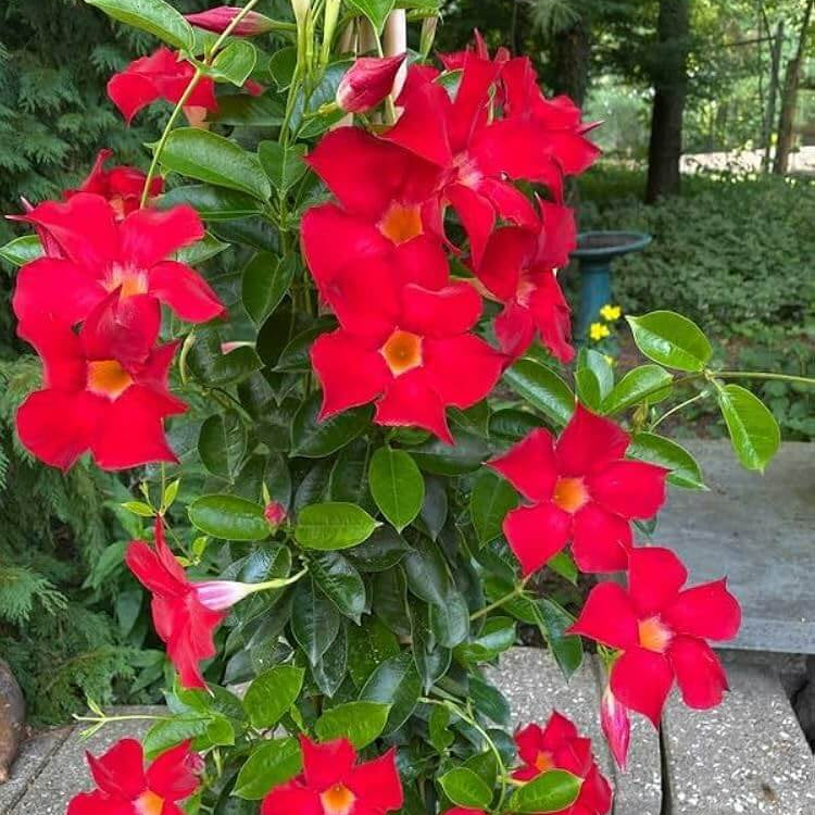 Red Mandevilla plant