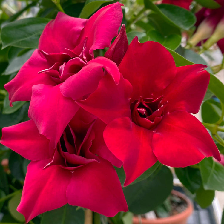 Red Mandevilla plant