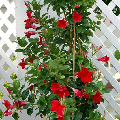 Red Mandevilla plant