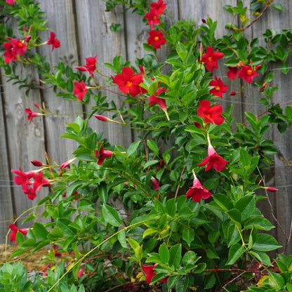 Red Mandevilla plant