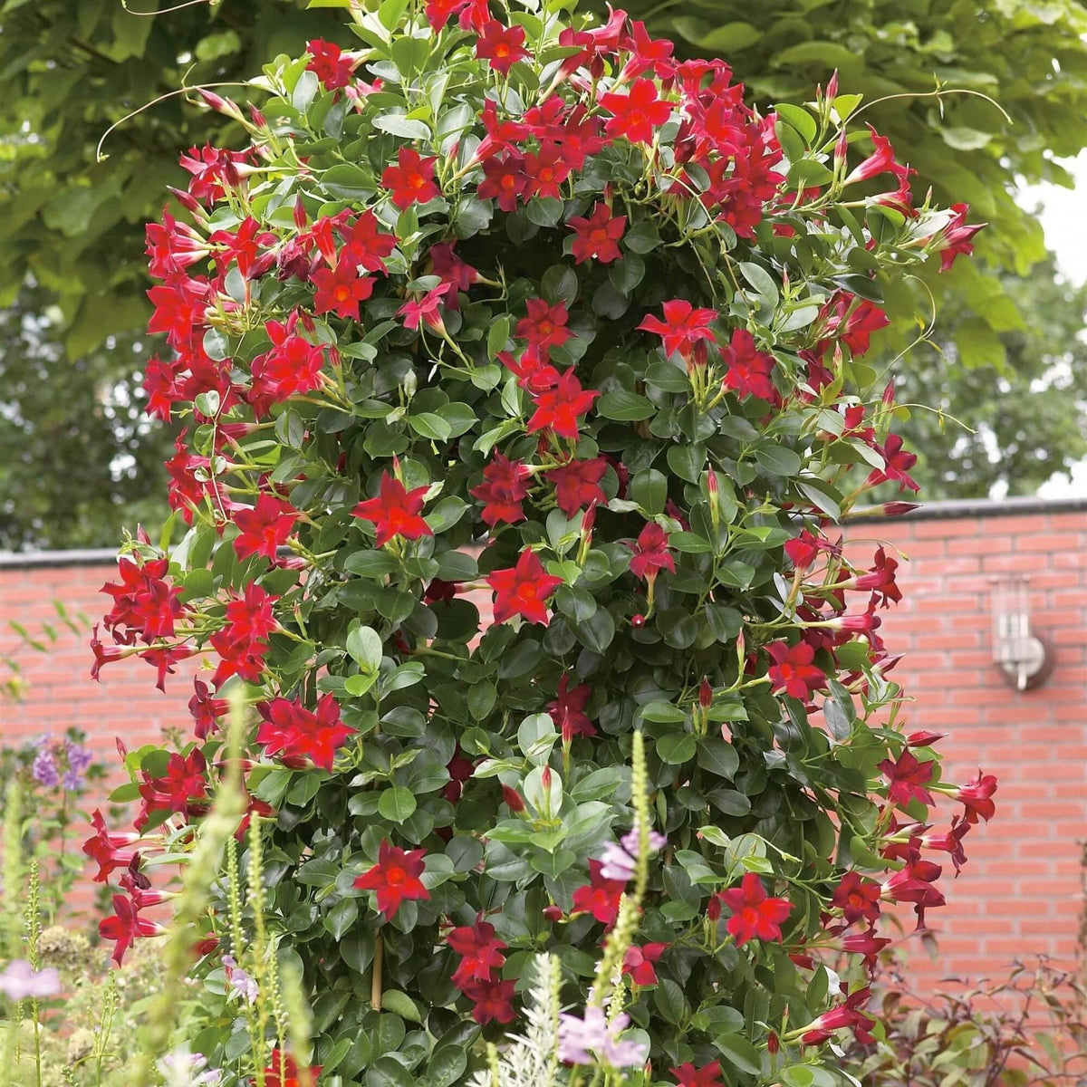 Red Mandevilla plant